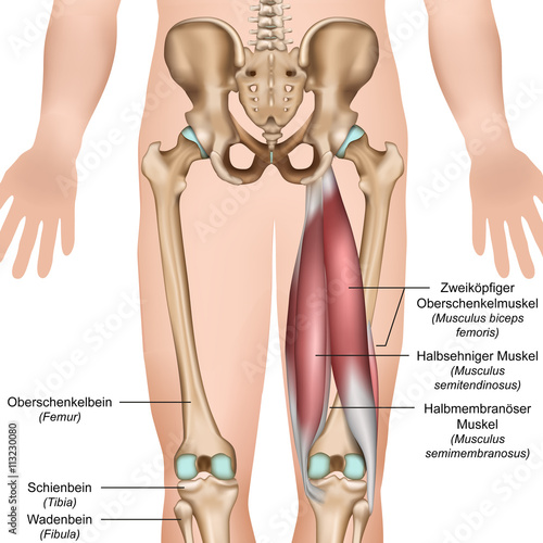 Ischiocrurale Muskulatur, Hamstring muscles vector illustration photo