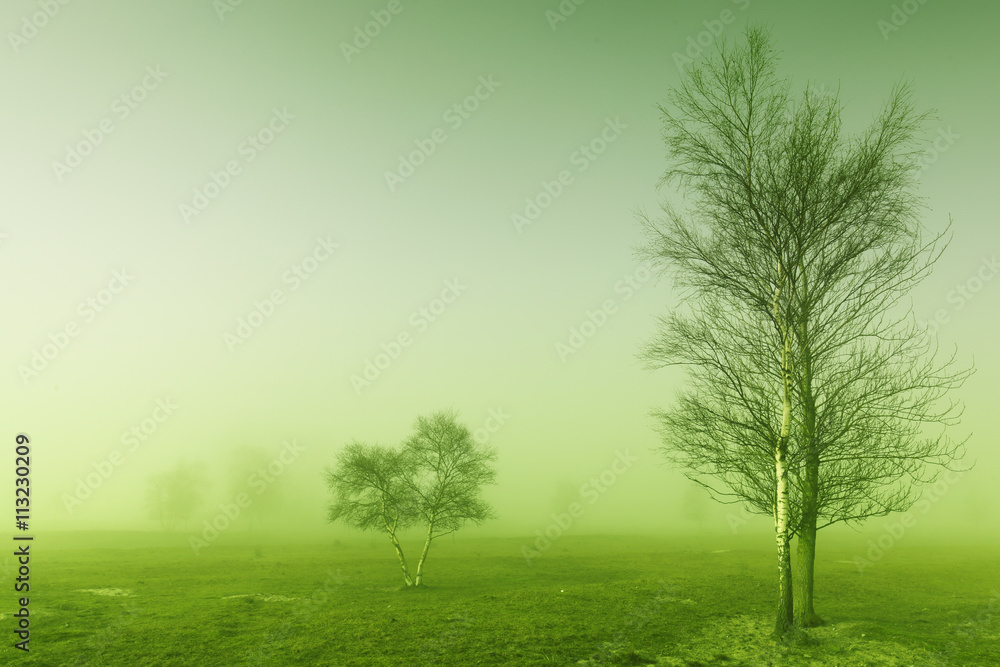 Fototapeta premium Mystic tree