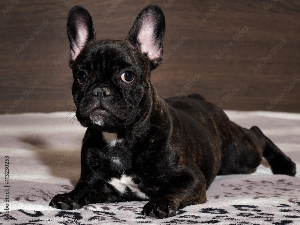 Dog lying on the bed. A close look. Black dog, purebred puppy. French Bulldog 