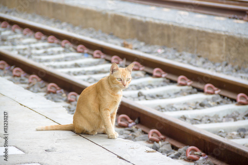 cat sit near the railway train.