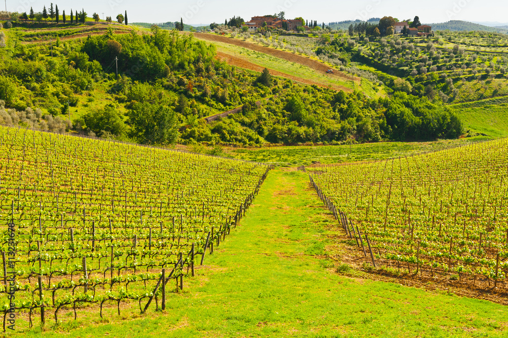 Vineyard in Italy