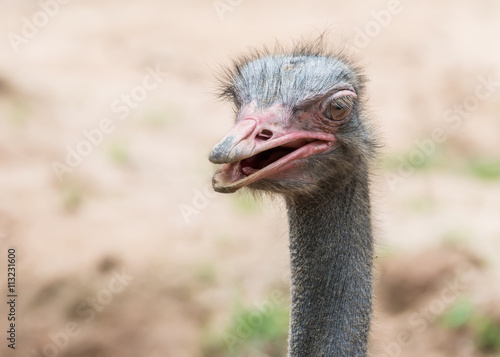 Close up head of Ostrich © PK4289
