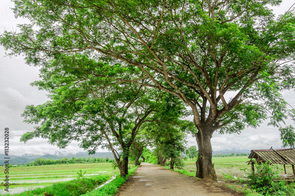tree tunnel and route between agriculture area tree tunnel and route between agriculture area