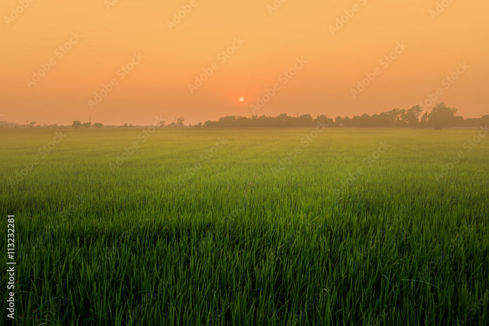 field, sunset and sky