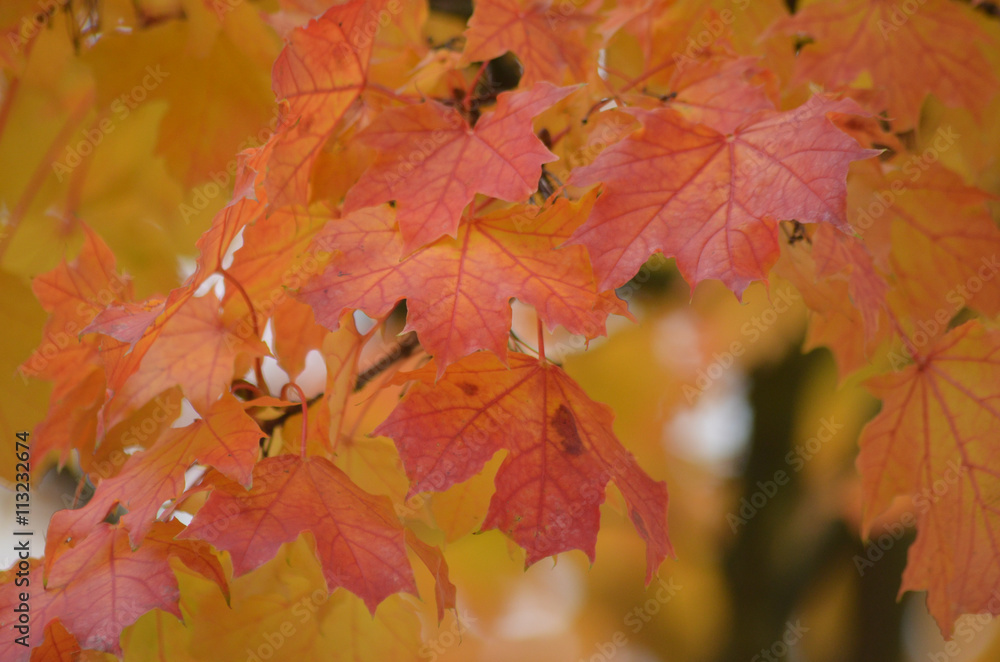 Fototapeta premium Czerwono-pomarańczowe jesienne liście klonu pospolitego Acer platanoides