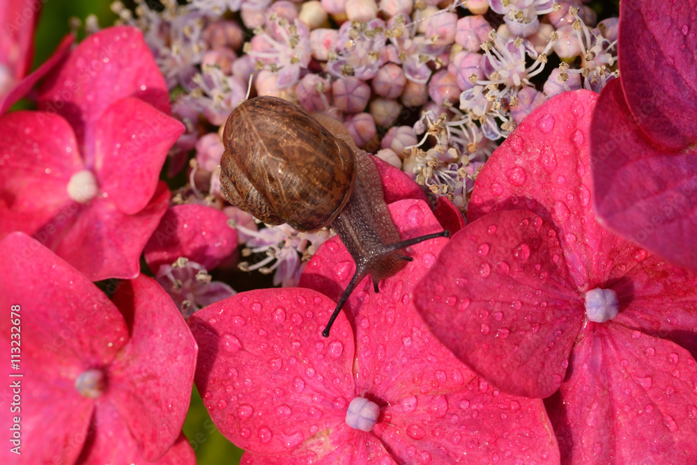 赤いアジサイの花とカタツムリ 赤いガクアジサイの花を歩き渡るカタツムリがかわいらしかった Stock Photo Adobe Stock 赤いアジサイの花とカタツムリ 赤いガクアジサイの花を歩き渡るカタツムリがかわいらしかった Stock Photo Adobe Stock
