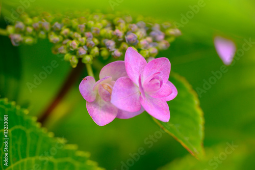 Wallpaper Mural 緑に包まれた赤いガクアジサイ
緑色の葉っぱに隠れた所に咲くアジサイの花が緑色とのコントラストで一層きれいに見えた。 Torontodigital.ca