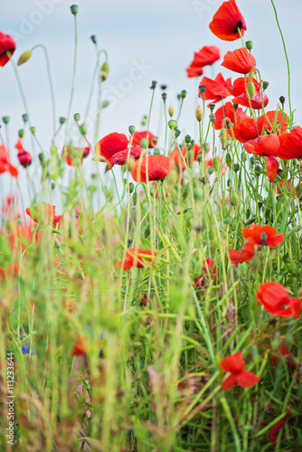 Fototapeta Naklejka Na Ścianę i Meble -  Tender shot of red poppies