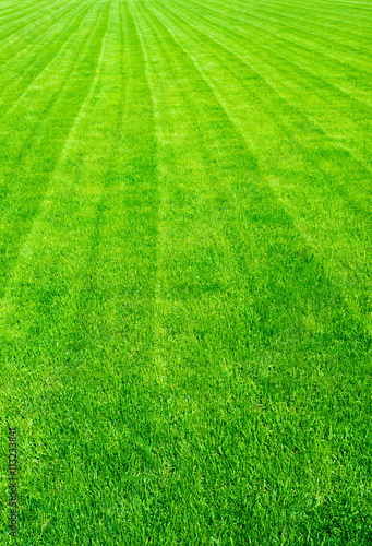 Field of green grass in the summer, background