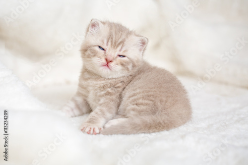 Little light lop-eared kitten with blue eyes on a fur mat