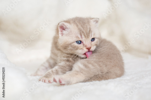 Little light lop-eared kitten with blue eyes on a fur mat