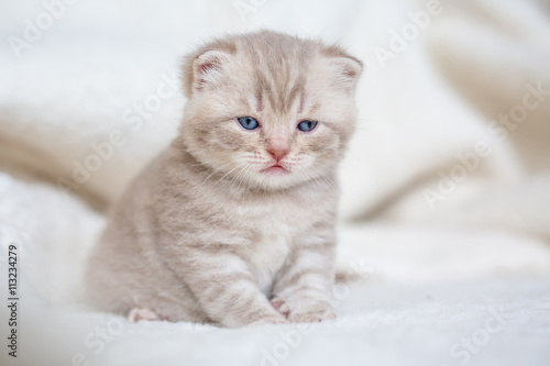 Little light lop-eared kitten with blue eyes on a fur mat © viktoriia1974