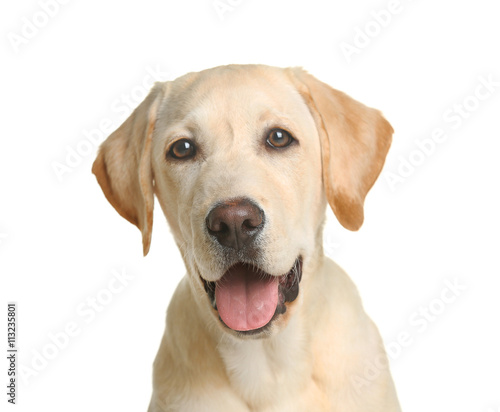 Cute Labrador dog isolated on white