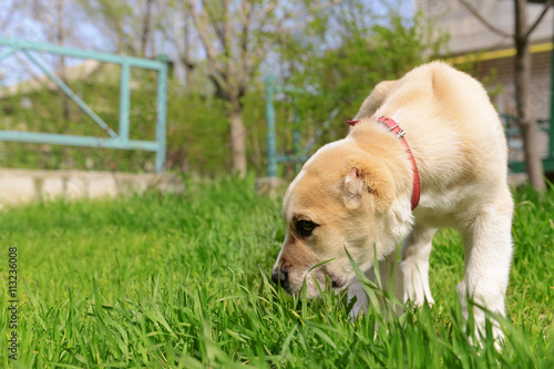 Central Asian Shepherd puppy outside on the grass