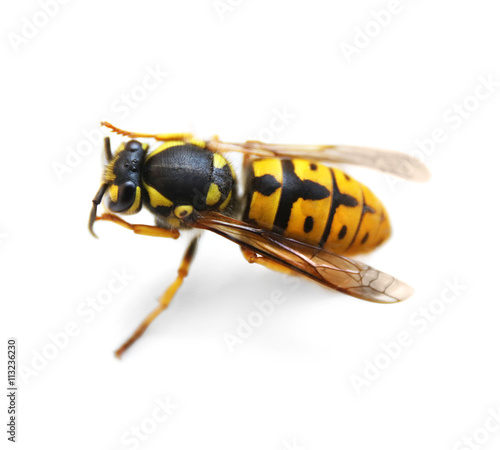 Wasp on white background © Africa Studio