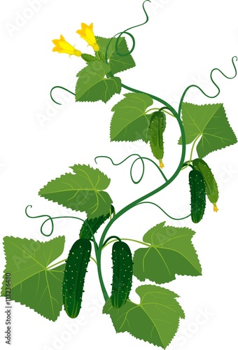 Cucumbers growing on vines