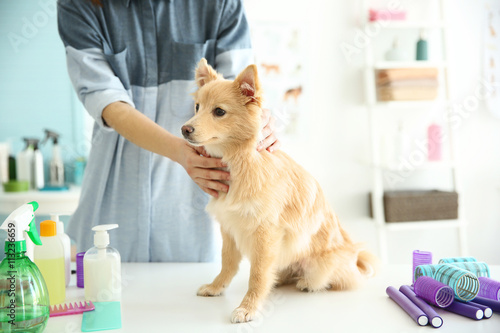 Cute dog Spitz at groomer s...