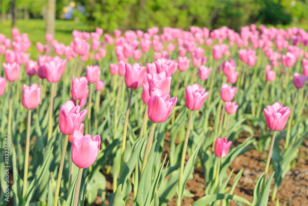 Flower beds with pink tulips.