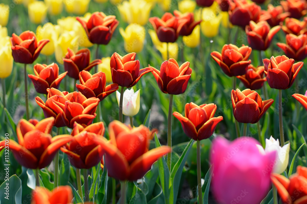 Tulip. Beautiful bouquet of tulips. colorful tulips. tulips in spring,colourful tulip