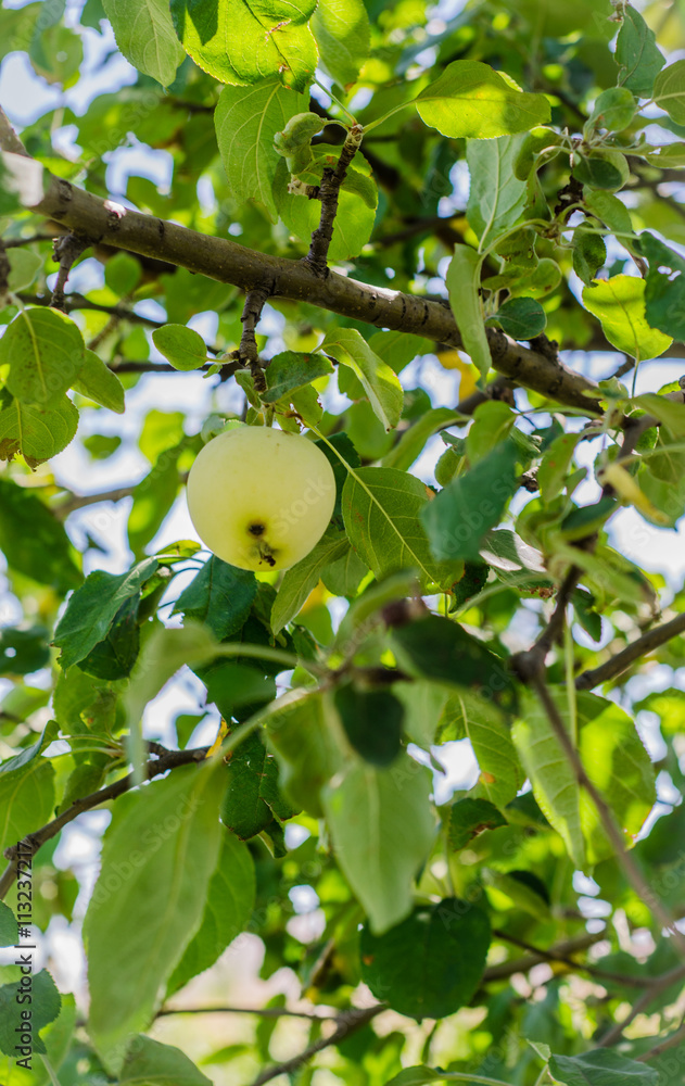 Ripe apples hanging on a branch in the garden. Selective focus