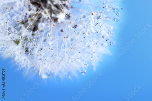 Dandelion seed head on blue background