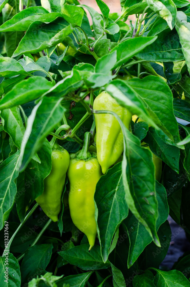 green young peppers growing in a field or plantation green young peppers growing in a field or plantation