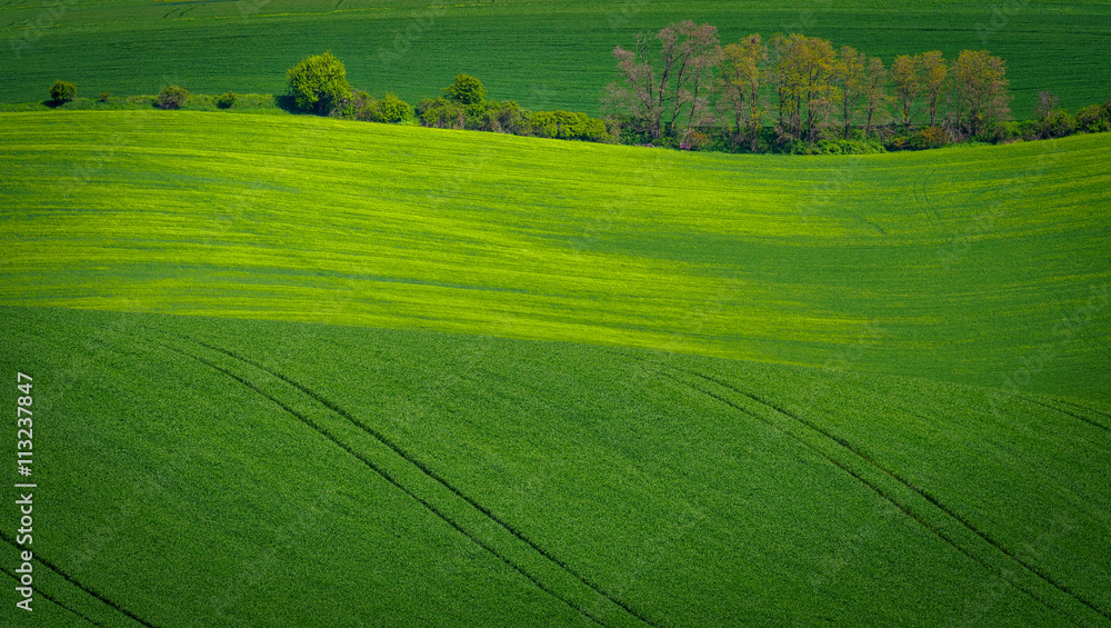 Obraz premium Meadow with sine wave horizon