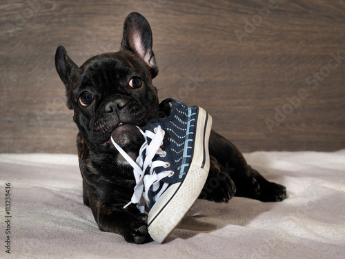 Obraz na plátně Naughty Puppy chewing shoes - sports shoes