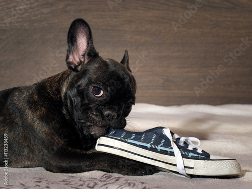 Fotografie Naughty Puppy chewing shoes - sports shoes