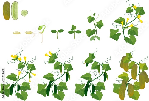 Tablou pe pânză Cucumber plant growth cycle