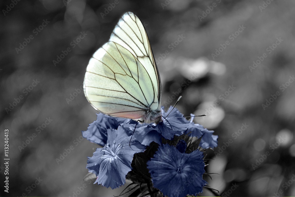 Fototapeta premium le papillon et sa fleur bleue
