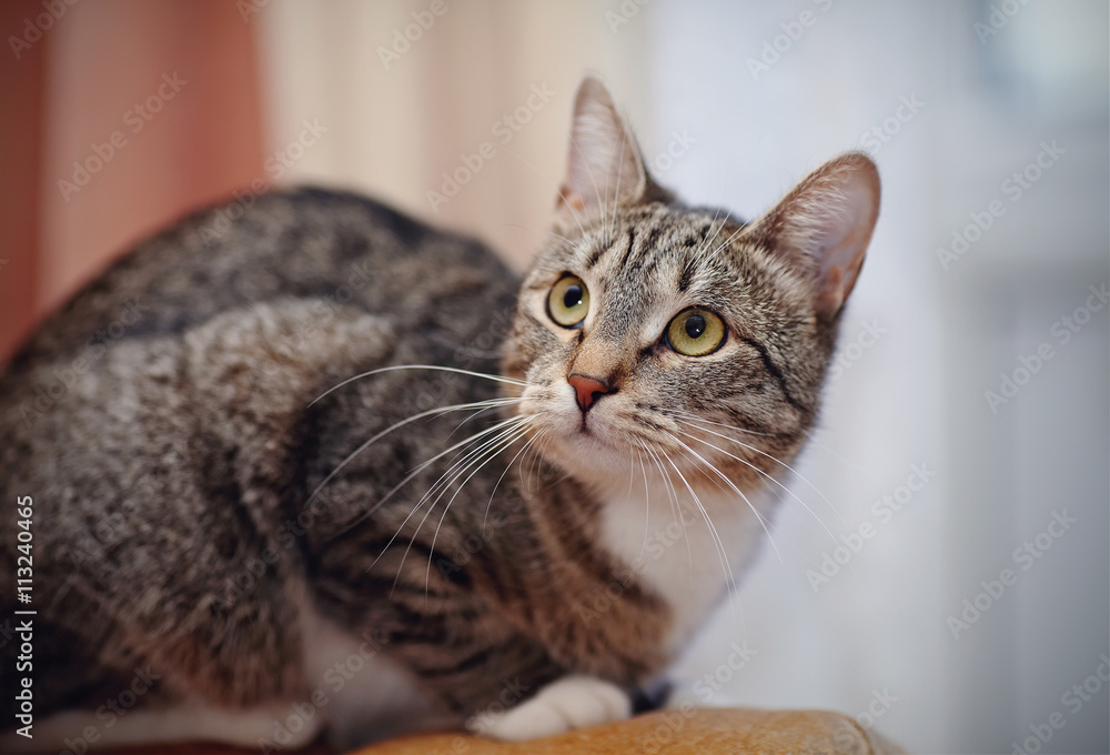 The alerted striped domestic cat