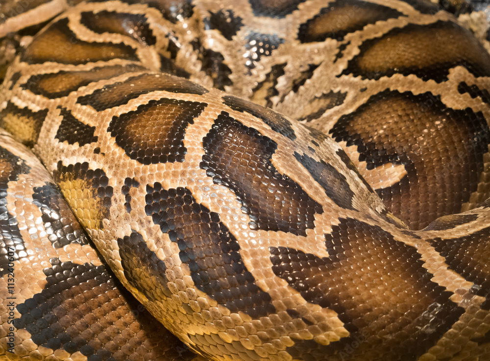 Obraz premium Brown snake skin