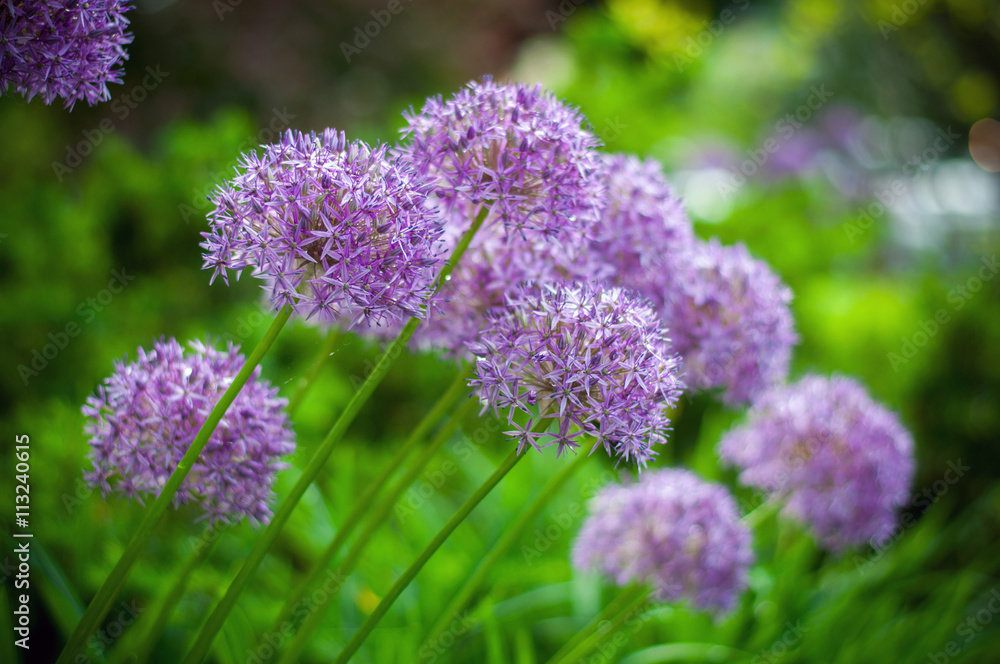 Allium flower, Allium Giganteum in the garden, selective focus Allium flower, Allium Giganteum in the garden, selective focus