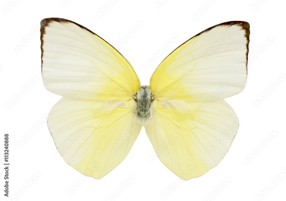 Fototapeta premium Dead butterfly isolated on white background.