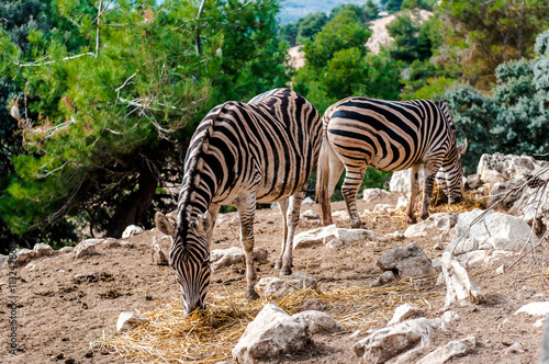 Zebra feeding dry grass outdoors