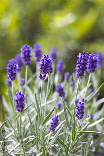 Fototapeta Naklejka Na Ścianę i Meble -  lavender flowers