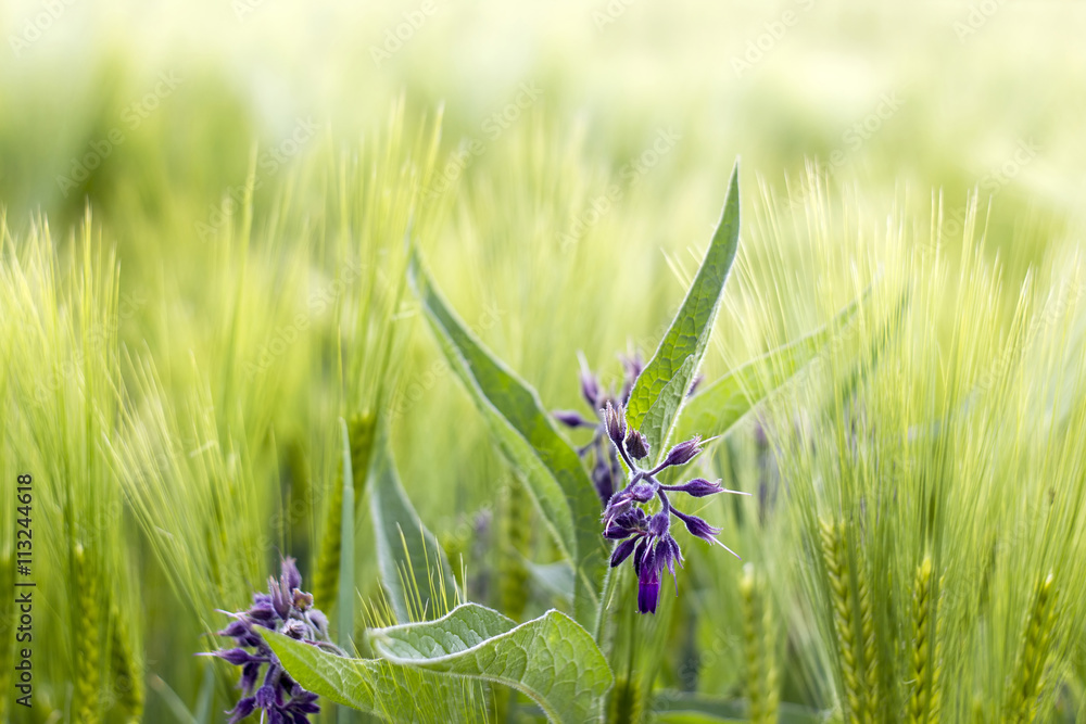 comfrey (symphytum officinale) in a barley field comfrey (symphytum officinale) in a barley field