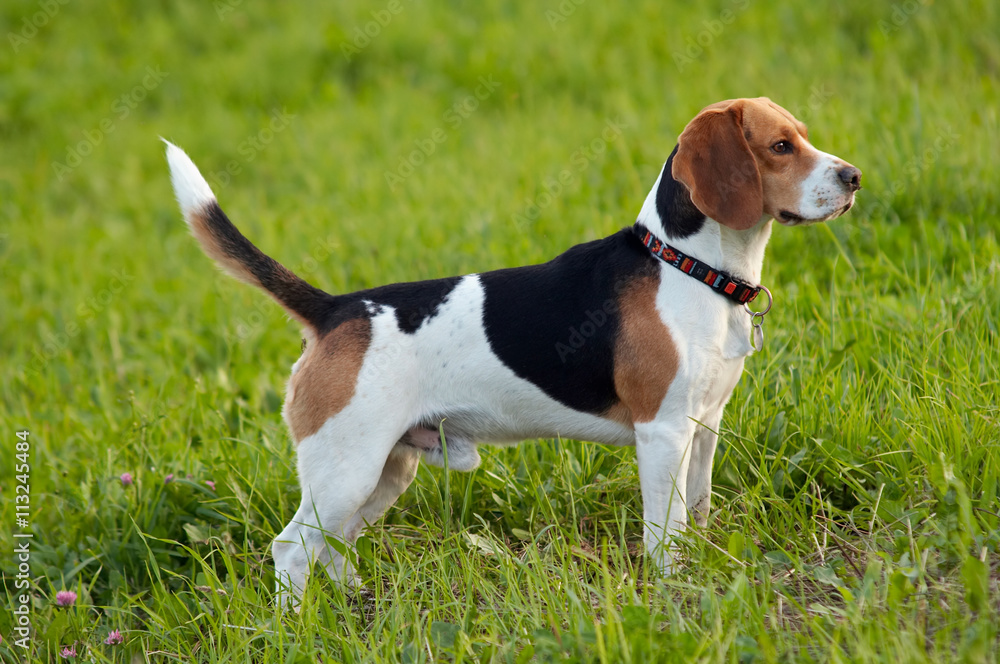 Hound dog English Beagle on meadow Hound dog English Beagle on meadow