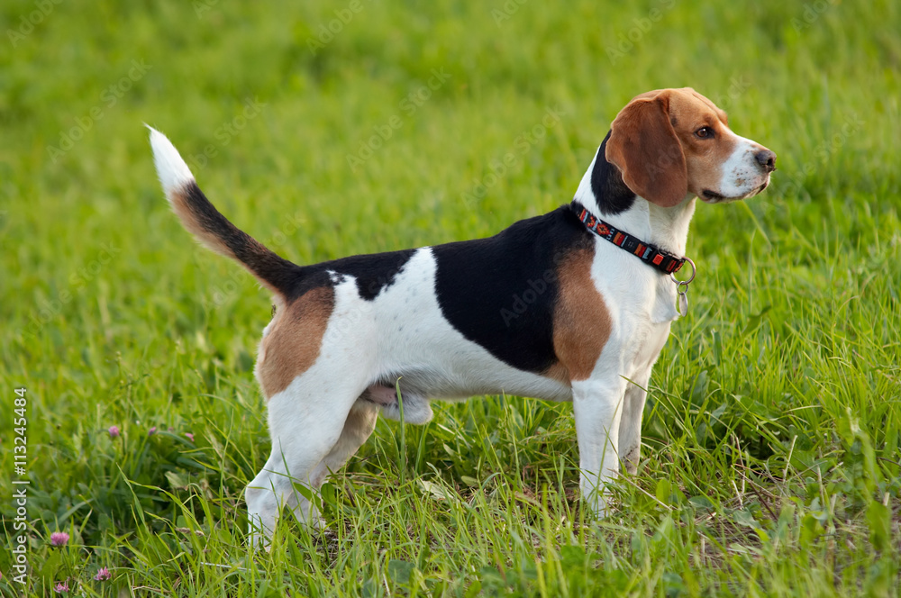 Hound dog English Beagle on meadow