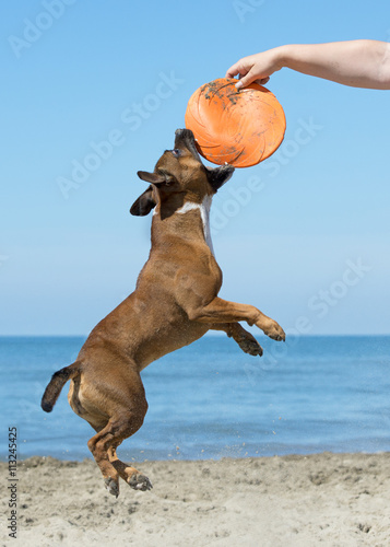 staffie playing with frisbee photo