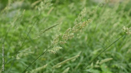 바람에 흔들리는 풀