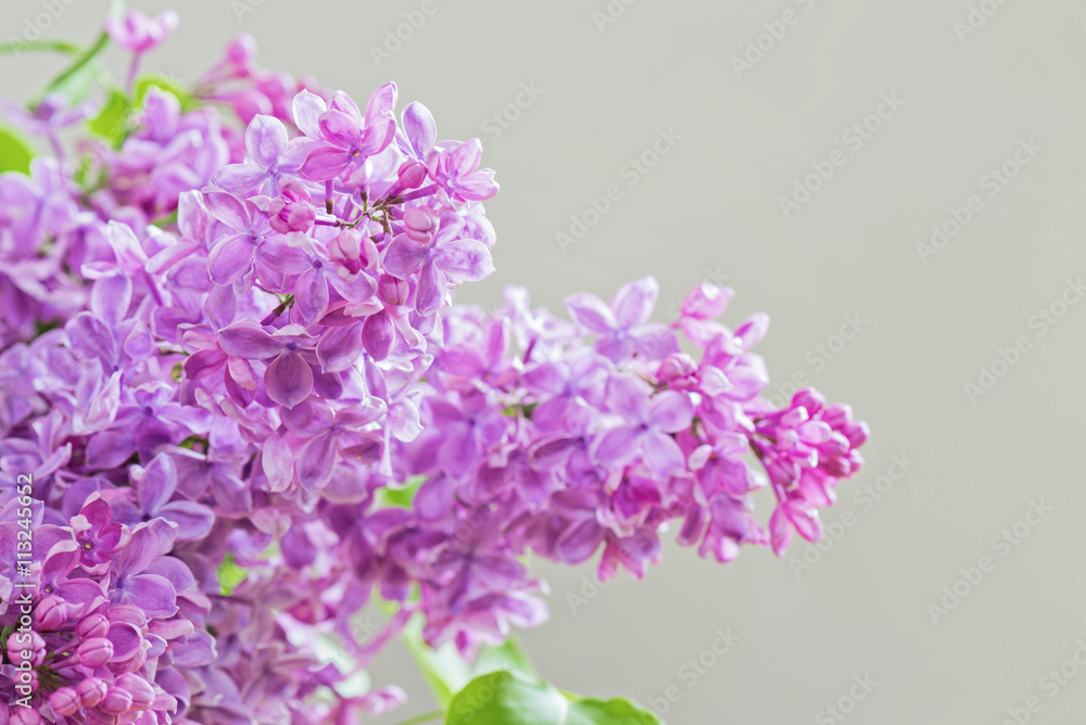 Fototapeta premium Zbliżenie bzu