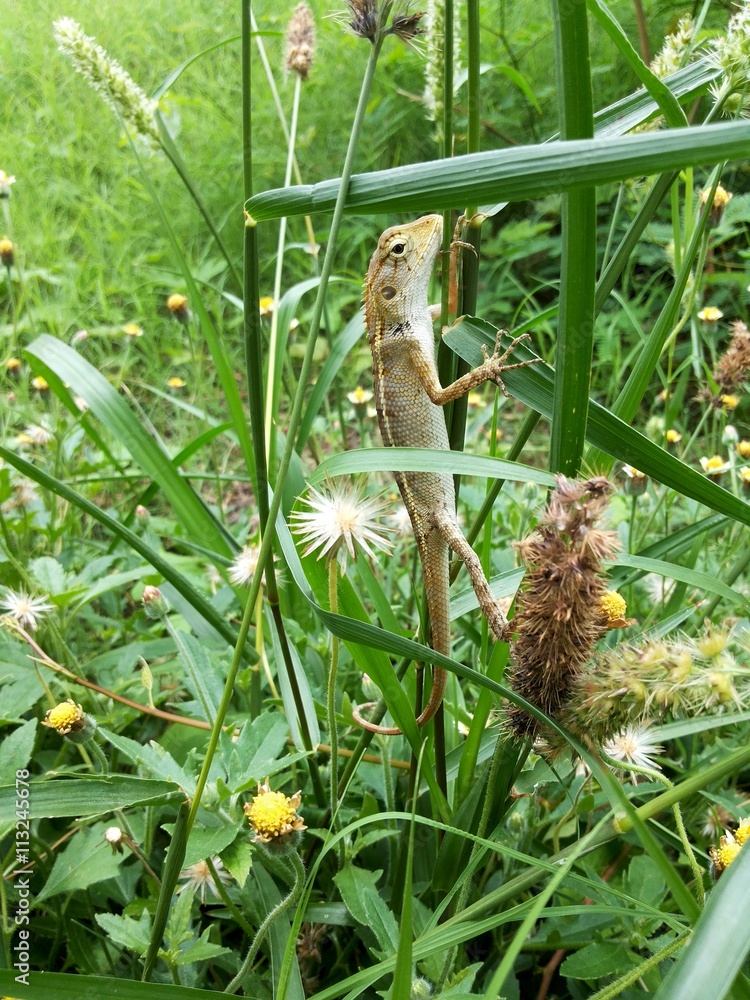 Obraz premium The Chameleon climbing grass 