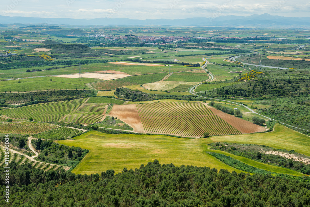 Paisaje con viñedos, Haro como fondo, La Rioja (España)