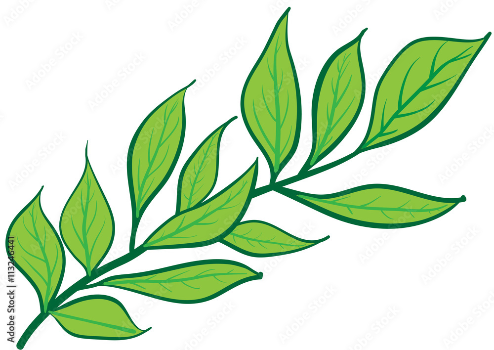 Fototapeta premium Green branch with leaves