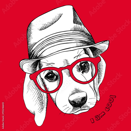 Image of beagle dog in a hat and glasses. Vector illustration.