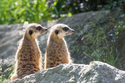 Pair of Meerkats is sitting on a rock in the upright position and looking to the right.
