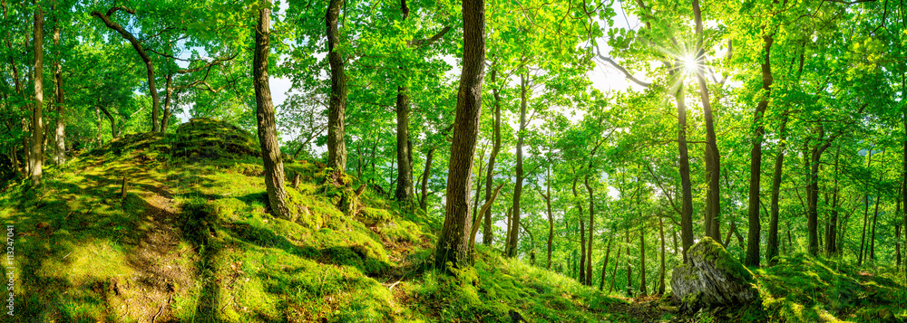 Wald Panorama bei strahlendem Sonnenschein - obrazy, fototapety, plakaty 