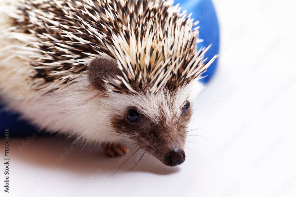 Fototapeta premium Cute hedgehog